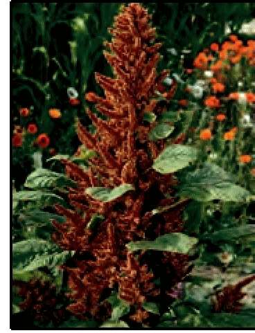 AMARANTO BISCOTTO NR.1000 SEMI